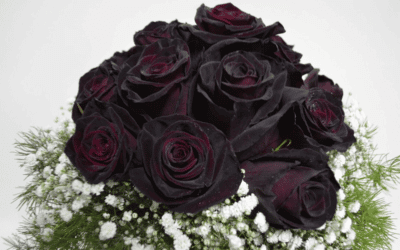 Bouquet de roses noires